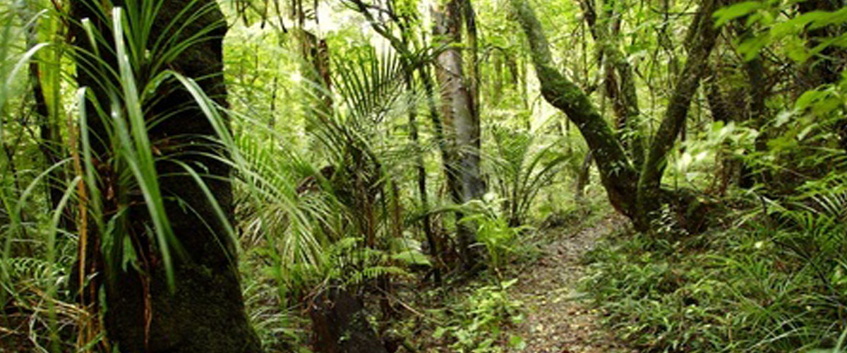 Brukner Nature Center